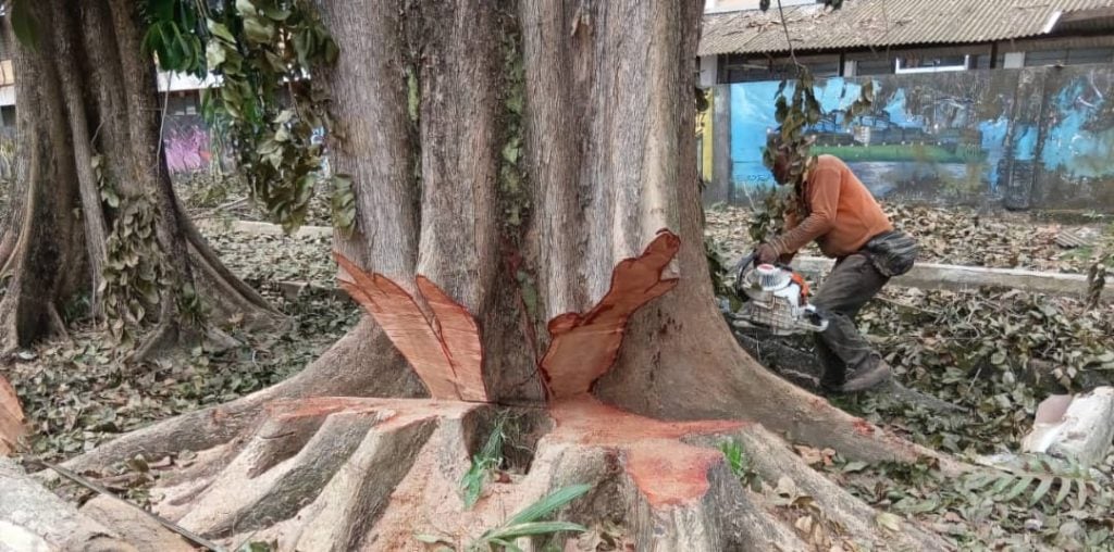 大都会/可头/MBDK“大树循环利用”政策见成效