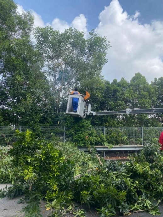 大都会/可头/MBDK“大树循环利用”政策见成效