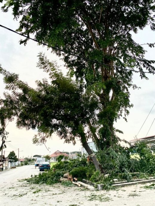 大都会/可头/MBDK“大树循环利用”政策见成效