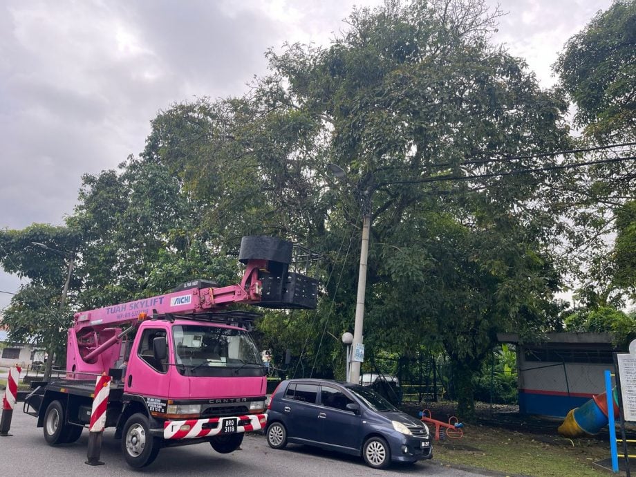 大都会/可头/MBDK“大树循环利用”政策见成效