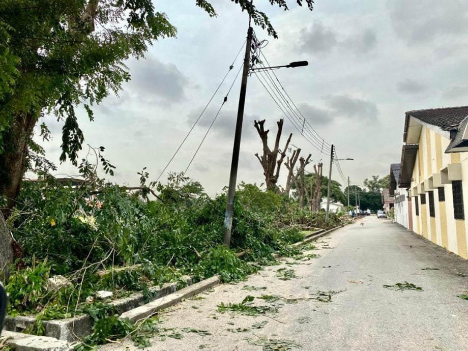 大都会/可头/MBDK“大树循环利用”政策见成效