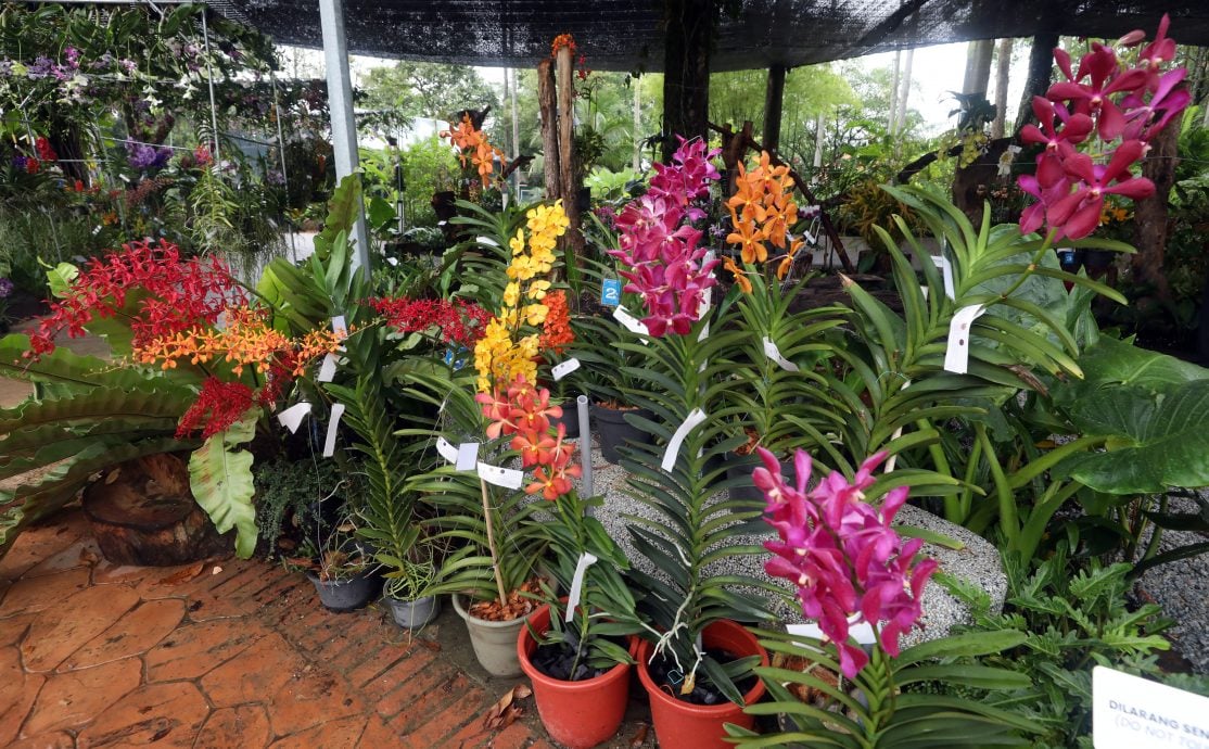 大都会/沙亚南胡姬花公园