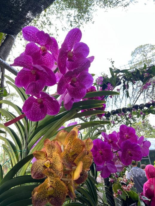 大都会/沙亚南胡姬花公园