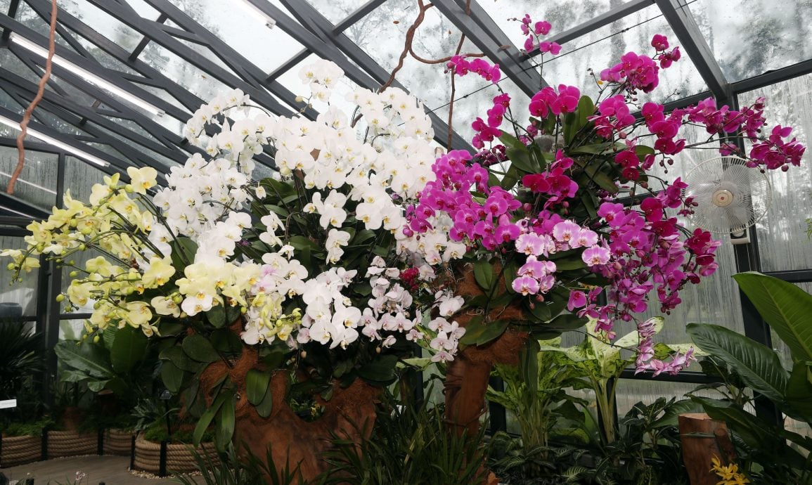 大都会/沙亚南胡姬花公园