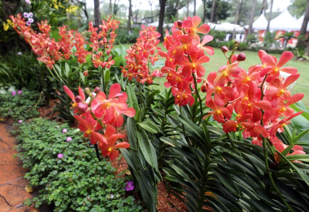 大都会/沙亚南胡姬花公园