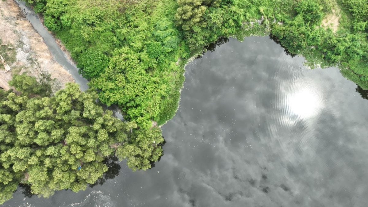 大都会/蒲种D’Island湖泊大量鱼群暴毙，初步报告无关水质