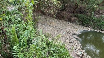 D’Island湖鱼群翻肚恶臭 水质无污染 查真正死因