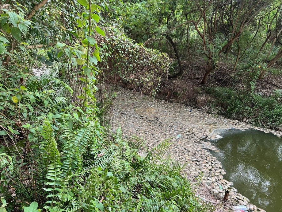 大都会/蒲种D’Island湖泊大量鱼群暴毙，初步报告无关水质