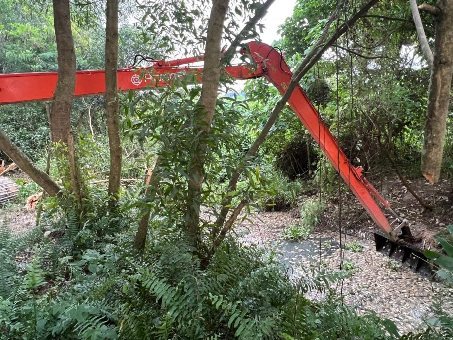 大都会/蒲种D’Island湖泊大量鱼群暴毙，初步报告无关水质