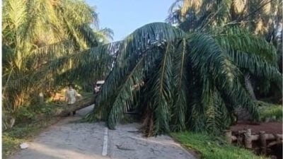 清晨上班死神拦路   骑士撞上倒树身亡