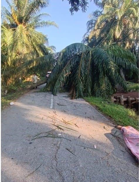 大都会/骑士清晨撞倒下油棕树当场死