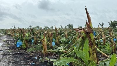 焦点社区：万津 | 长命豪雨 农作物尽毁  逾500公顷农耕地全泡水