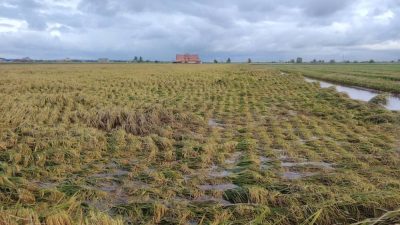 黄瑞林：收割期三重打击  盼政府正视稻农困境