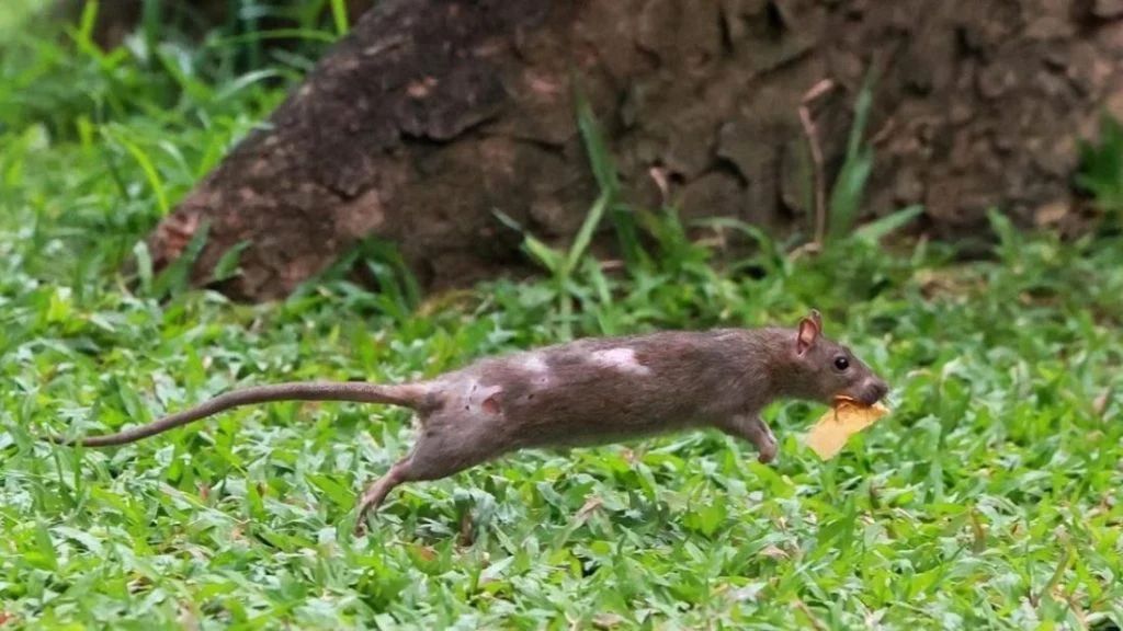 大都会／说亮话/锺可婷/食肆捉鼠记