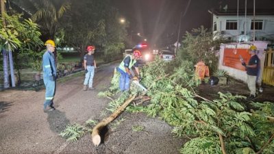 瓜冷市会“快速行动队”  助紧急清理路上倒树