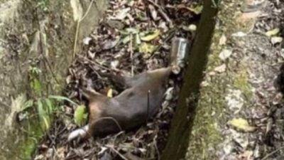 山羌头卡半截宝特瓶死亡 疑喂流浪动物间接害命