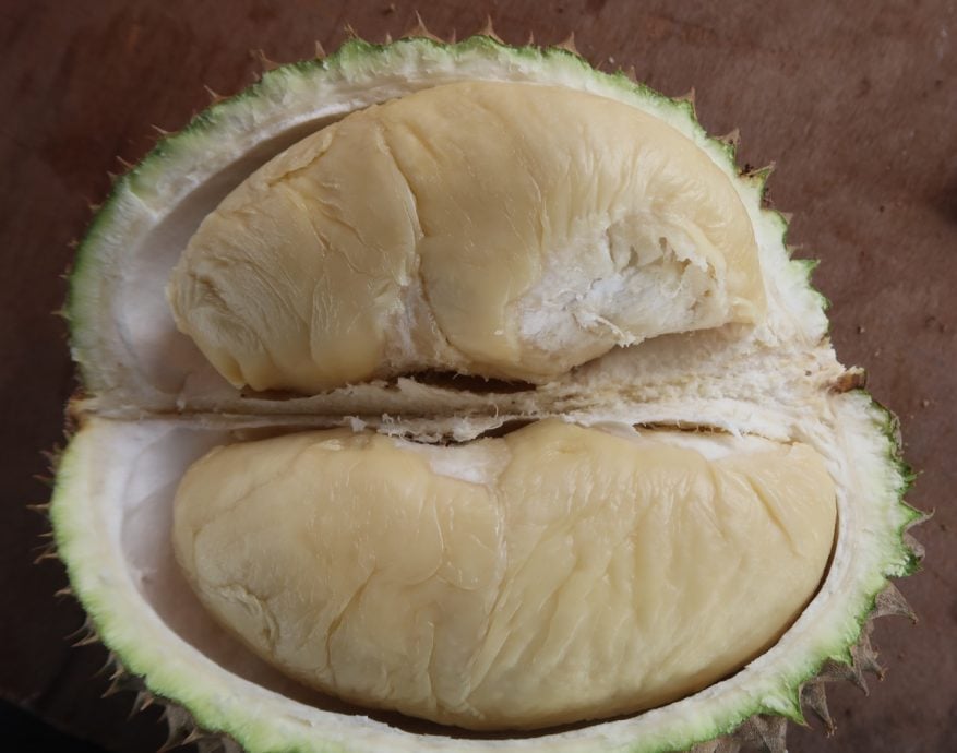 **已签发**柔︰封面:特稿〡昔榴梿盛产致降价最高可达33% 老饕品尝推热潮