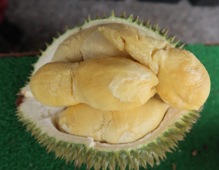 **已签发**柔︰封面:特稿〡昔榴梿盛产致降价最高可达33% 老饕品尝推热潮