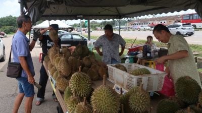 昔榴梿盛产致降价最高可达33％   老饕品尝推热潮