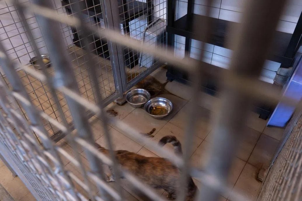 *已签发*柔：狮城二三事：照料不当拖欠租金  狮城动物热爱者协会须搬离动物之家