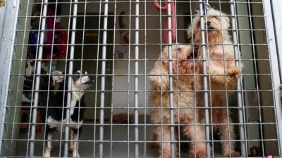 照料不当拖欠租金  狮城动物热爱者协会须搬离动物之家