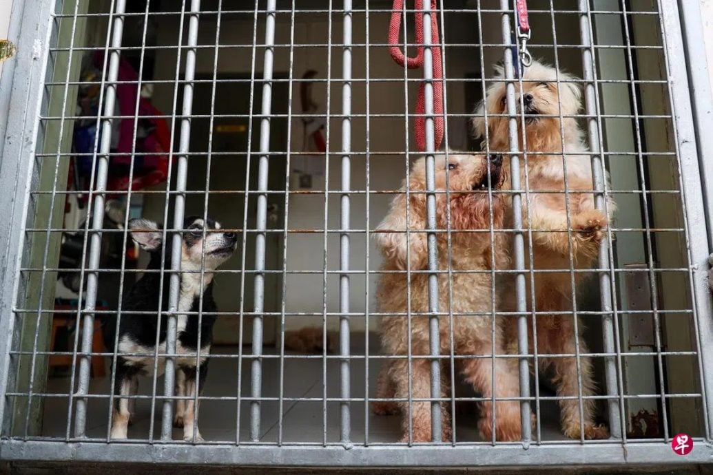 *已签发*柔：狮城二三事：照料不当拖欠租金  狮城动物热爱者协会须搬离动物之家