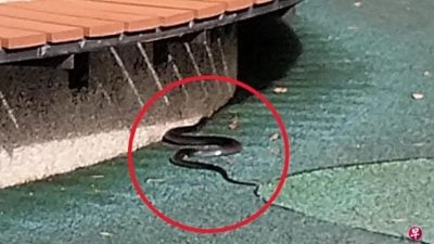 狮城组屋区游乐场  惊见黑蛇出没吓坏居民