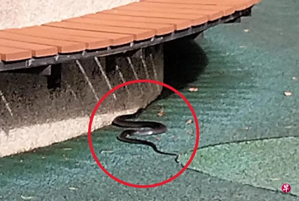 *已签发*柔：狮城二三事：狮城组屋区游乐场  惊见黑蛇出没