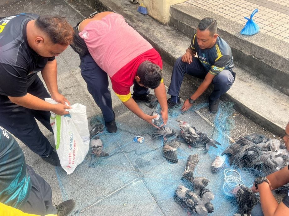 已签发（大北马）市厅出动43员工 一天内捕捉900只鸽子