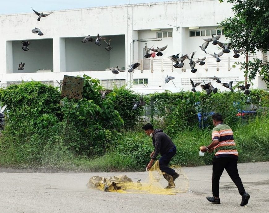 已签发（大北马）市厅出动43员工 一天内捕捉900只鸽子
