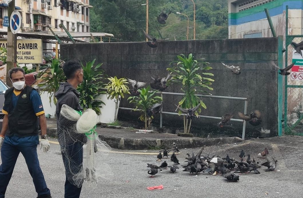 已签发（大北马）市厅出动43员工 一天内捕捉900只鸽子