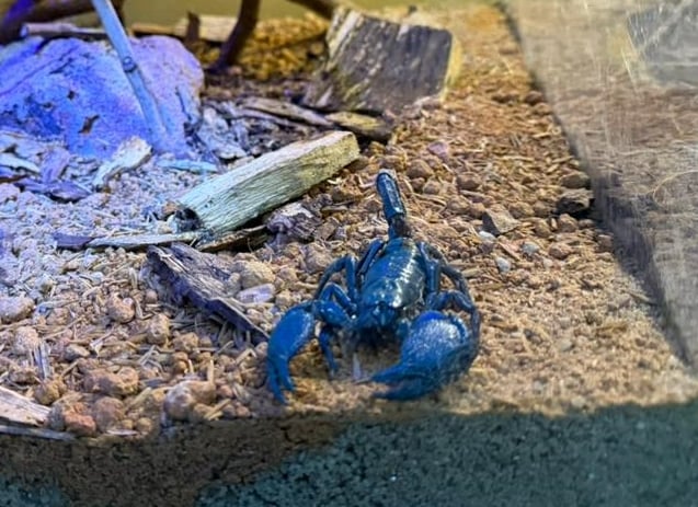 已签发（大北马）槟城飞禽公园新增展馆 可近距离接触罕见爬行动物