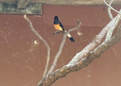 已签发（大北马）槟城飞禽公园新增展馆 可近距离接触罕见爬行动物