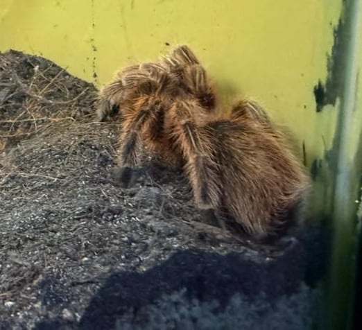 已签发（大北马）槟城飞禽公园新增展馆 可近距离接触罕见爬行动物