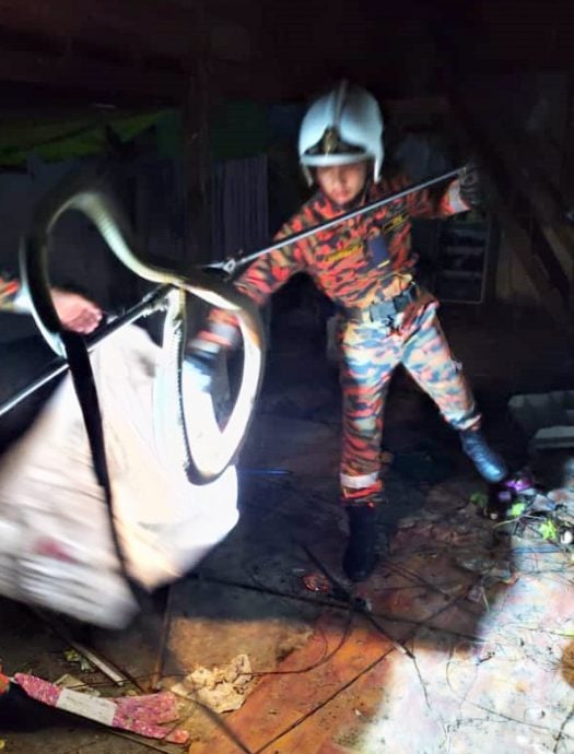 已签发（大北马）阴凉天气下群蛇出没 消拯队11月抓167条蛇