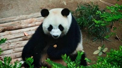 熊猫来马第二周 辰星爱玩水 晓月爱躺栖架