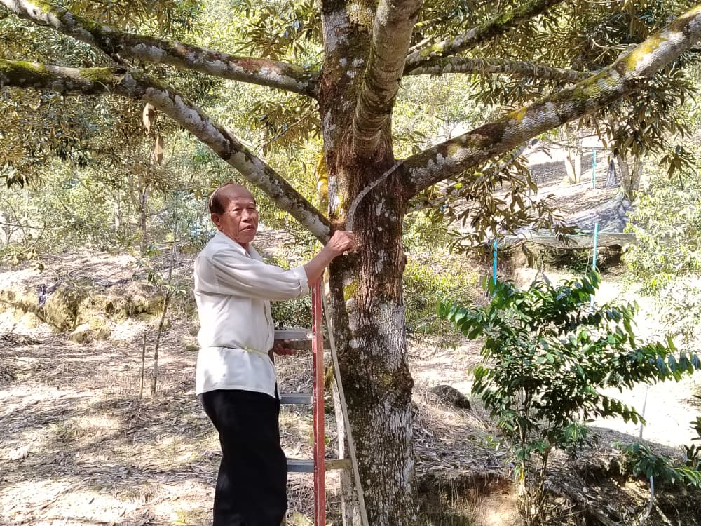 市场疲软年关银紧 榴梿价跌至近年最低