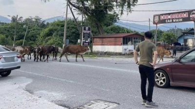 张迪翔：端洛牛游荡长期问题  要求联合执法对付牛主