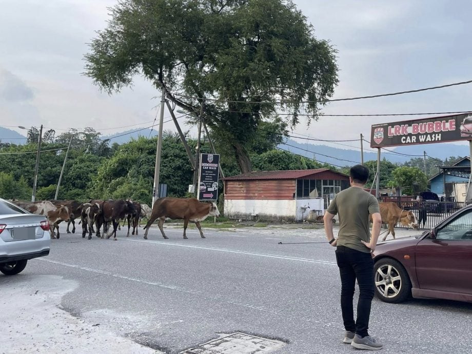张迪翔:端洛牛游荡长期问题 要求联合执法对付牛主