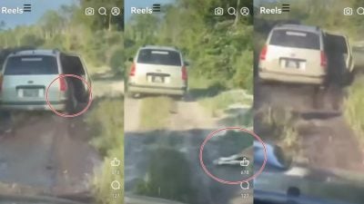 牛塞进车遇牛主紧追弃牛逃   北根警方追查窃贼