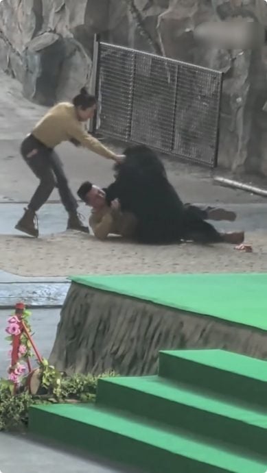 拚图两图)杭州动物园黑熊袭击饲养员 园方:因兴奋抢食,人熊未受伤