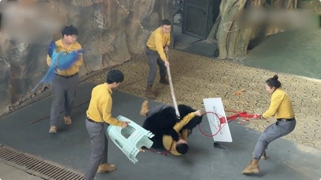 拚图两图)杭州动物园黑熊袭击饲养员 园方:因兴奋抢食,人熊未受伤