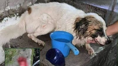 菲土狗遭割舌引公愤  官员悬赏7千缉凶