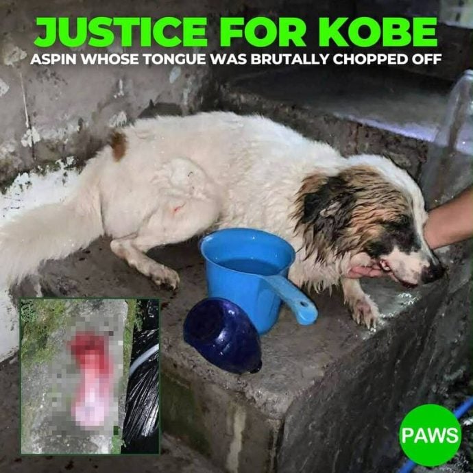 拚图)菲律宾土狗遭割舌引公愤 官员悬赏5万元缉凶