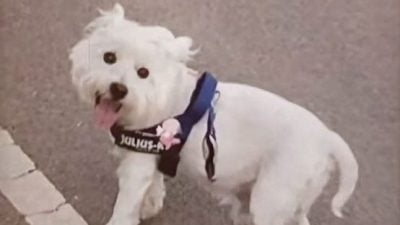 北京首例宠物中毒刑案　男子毒害11猫狗一审判囚4年