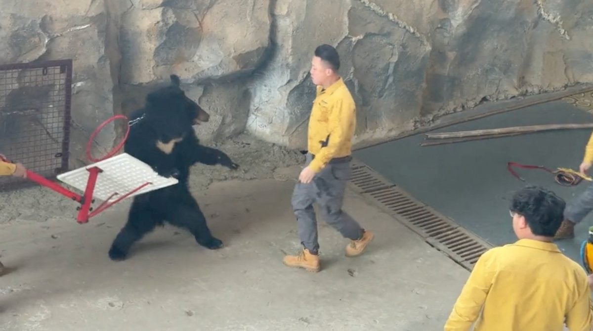 拼盘 3 图 黑熊与驯养员“打架” 杭州野生动物世界致歉