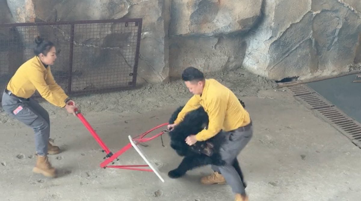 拼盘 3 图 黑熊与驯养员“打架” 杭州野生动物世界致歉