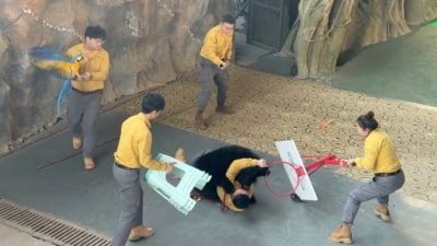 黑熊与驯养员“打架” 杭州野生动物世界致歉