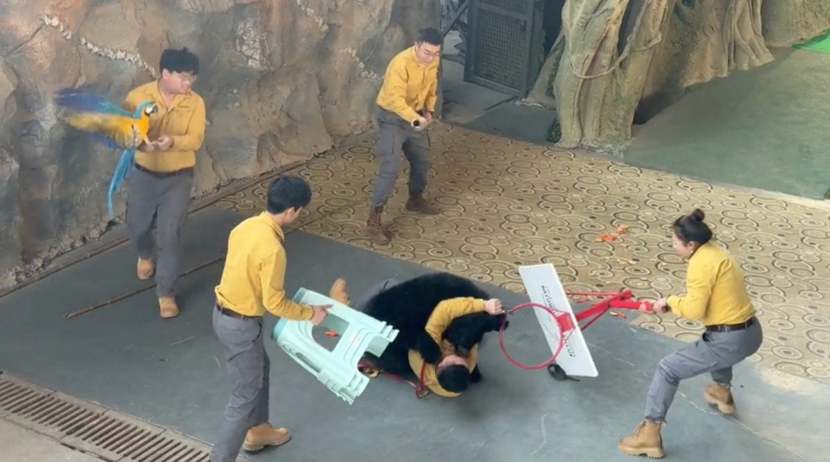 拼盘 3 图 黑熊与驯养员“打架” 杭州野生动物世界致歉