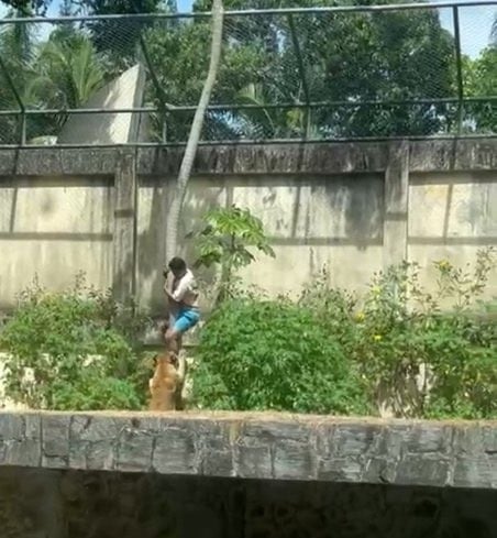  拼盘 巴西男闯狮笼遭撕咬身亡